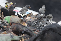 市街地から離れたごみ埋め立て場に残飯を求めて集まるダーウィンフィンチ＝ガラパゴス諸島サンタクルス島で撮影