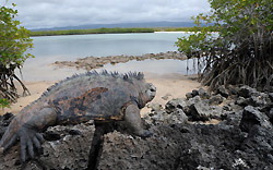 マングローブが生い茂る海辺を悠然と歩くウミイグアナ＝ガラパゴス諸島サンタクルス島で