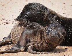 じゃれあうガラパゴスアシカの子ども＝ガラパゴス諸島サンクリストバル島で、平田明浩撮影