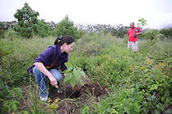 固有植物・スカレシアの苗木を植える活動＝ガラパゴス諸島サンタクルス島で、平田明浩撮影