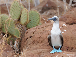 青い足が特徴のガラパゴスアオアシカツオドリ＝ガラパゴス諸島ノースセイモア島で