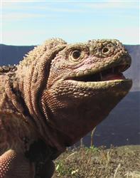 ピンク色の新種のイグアナ（ロイター）