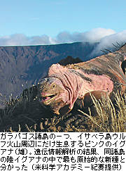 ガラパゴス諸島の一つ、イサベラ島ウルフ火山周辺にだけ生息するピンクイグアナ（雄）。遺伝情報解析の結果、同諸島の陸イグアナの中で最も原始的な新種とわかった（米科学アカデミー紀要提供）