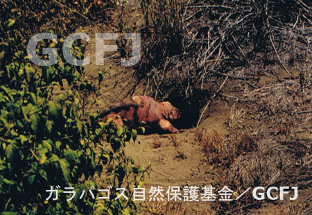 ピンクイグアナ／ガラパゴス自然保護基金