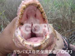 ピンクイグアナ／ガラパゴス自然保護基金