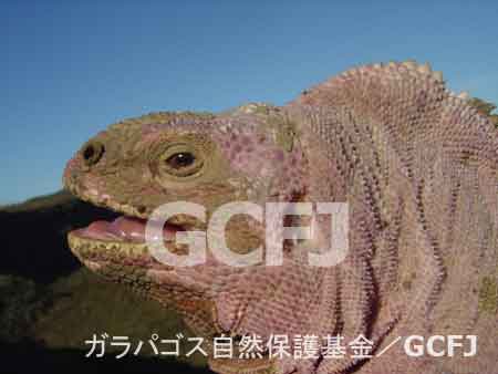 ピンクイグアナ／ガラパゴス自然保護基金