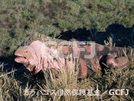 ピンクイグアナ／ガラパゴス自然保護基金