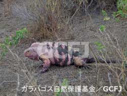 ピンクイグアナ／ガラパゴス自然保護基金