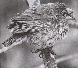 鳥ポックスウィルスに感染したダーウィンフィンチ。目の周りとくちばしの付け根に大きないぼができている＝写真家・藤原幸一さん提供