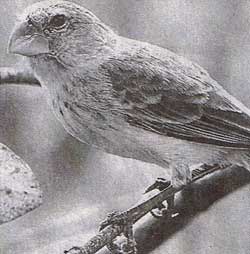 健康なダーウィンフィンチ＝ガラパゴス諸島サンタクルス島で08年11月12日、平田明浩撮影