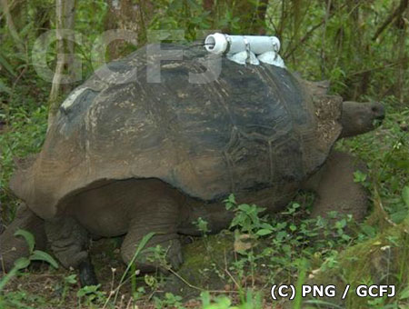 サンタクルス島、高地の自然保護区域にいるガラパゴスゾウガメ