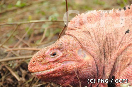 イサベラ島をウォルフ火山に生息する新種のピンクイグアナ