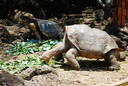 ジョージと産卵したメス