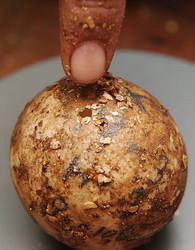 直径５ミリほどの穴（中央）が開いてしまったジョージの卵