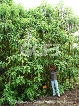 2007年5月1日に植林した苗