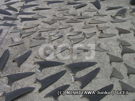 回収された大量のサメのヒレ