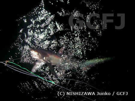 はえ縄にかかっていたサメ