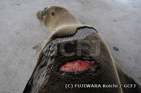 船のスクリューで傷ついたガラパゴスアシカ