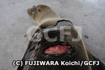 船のスクリューで傷ついたガラパゴスアシカ