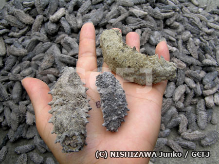 ナマコは3種類あるといわれている