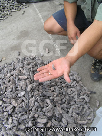 中にはまだ小さいナマコも