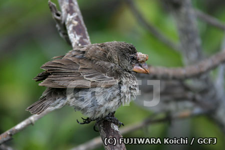 鳥ポックス病に感染したダーウィンフィンチ