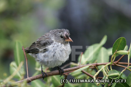 目の上にこぶがあるダーウィンフィンチ
