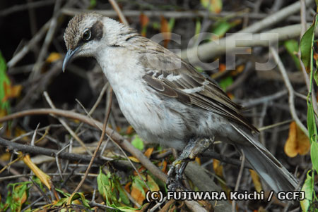 左足全体に大きなこぶができている