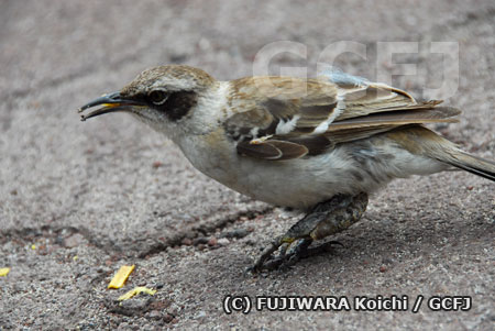 鳥ポックス病に感染したガラパゴスマネシツグミ