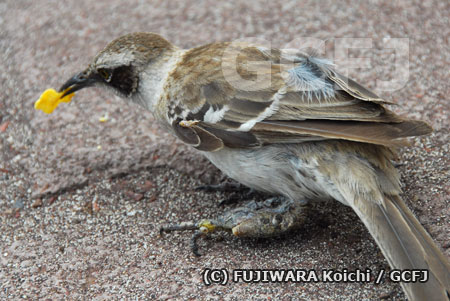 左足全体に大きなこぶができている