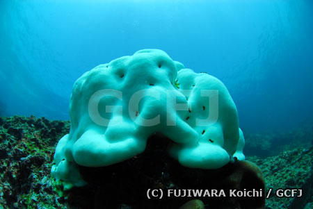 白化したサンゴ