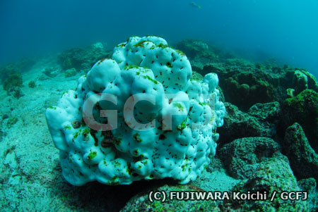 白化したサンゴ