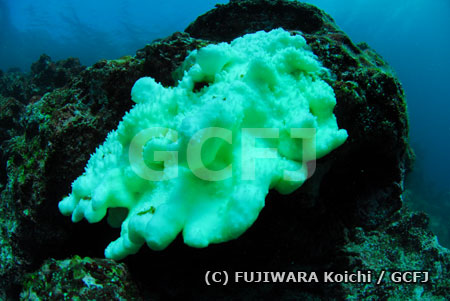 白化したサンゴ