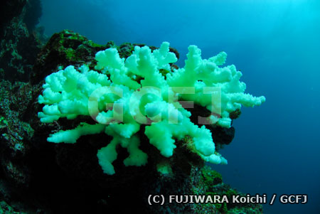 白化したサンゴ