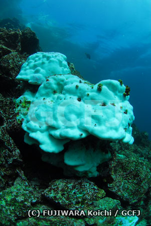 白化したサンゴ