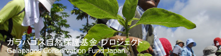 【植林風景】 ガラパゴス自然保護基金／Galapagos Conservation Fund Japan