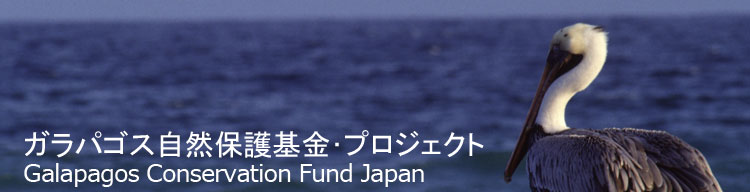 【ガラパゴスカッショクペリカン】 ガラパゴス自然保護基金／Galapagos Conservation Fund Japan