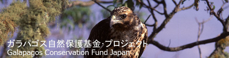 【ガラパゴスノスリ】 ガラパゴス自然保護基金／Galapagos Conservation Fund Japan