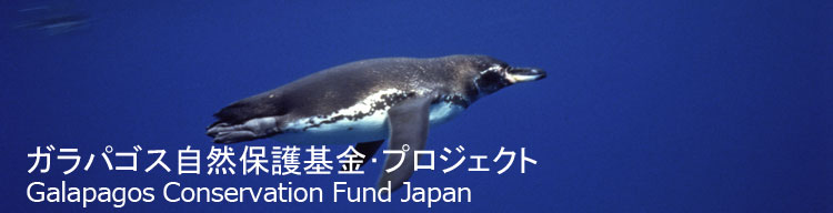 【ガラパゴスペンギン】 ガラパゴス自然保護基金／Galapagos Conservation Fund Japan