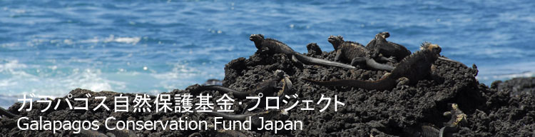 【ウミイグアナ】 ガラパゴス自然保護基金／Galapagos Conservation Fund Japan