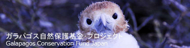 【ガラパゴスアメリカグンカンドリ】 ガラパゴス自然保護基金／Galapagos Conservation Fund Japan