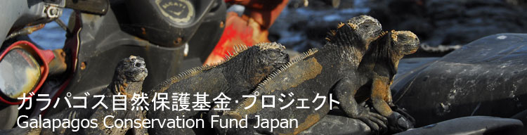 【ゴミの上で日向ぼっこをするウミイグアナ】 ガラパゴス自然保護基金／Galapagos Conservation Fund Japan