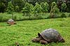 08,10,04 ゾウガメ生息地