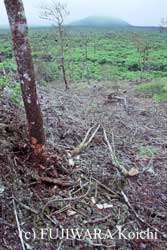 除草剤を散布した外来種
