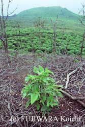 手作業で植えられた原生植物の苗