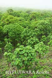 わずか4ヵ月で2mもの背丈に生長したスカレシアの苗