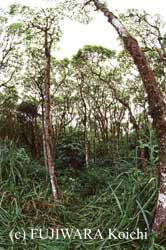 牧草として入ってきたエレファントグラス