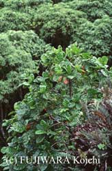 マラリアの薬の原料木として持ち込まれたシンチョナ