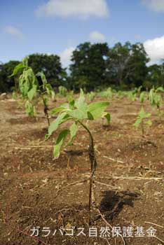 2007年05月01日植林/ビラビスタ、チャールズ・ダーウィン研究所植林地:植えられたスカレシアの苗