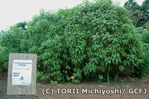 2007年5月に植林した苗